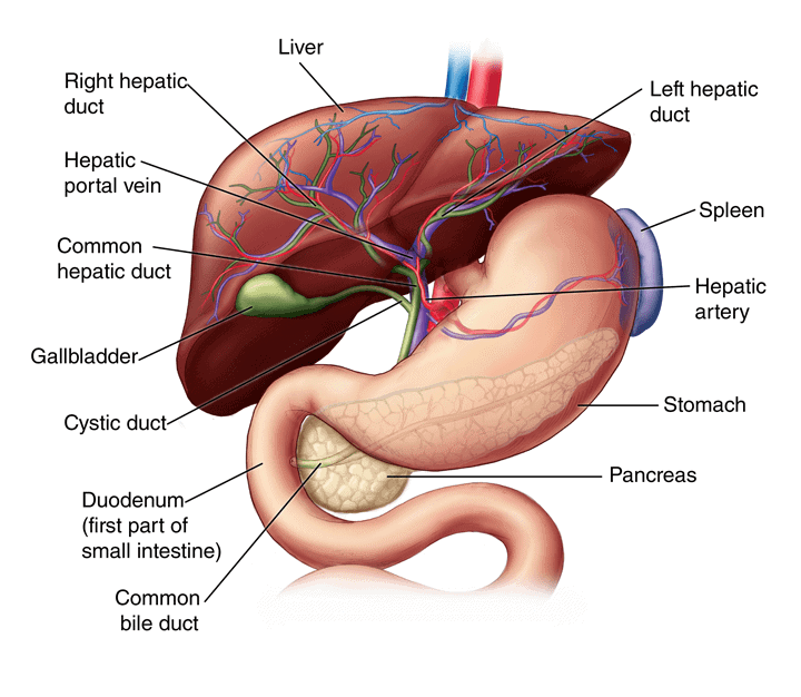 Liver & Kidney
